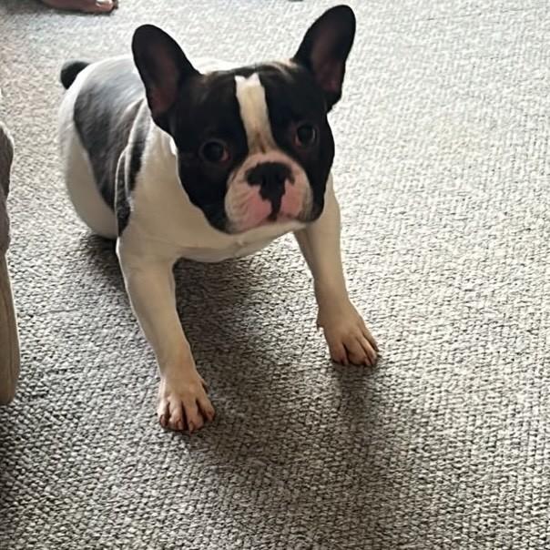 Billy, cachorro de porte médio para adoção em Ribeirão Preto - SP