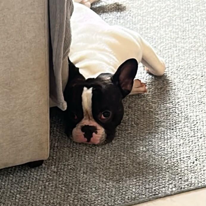 Billy, cachorro de porte médio para adoção em Ribeirão Preto - SP — foto 2 de 4
