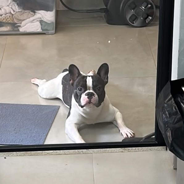 Billy, cachorro de porte médio para adoção em Ribeirão Preto - SP — foto 3 de 4