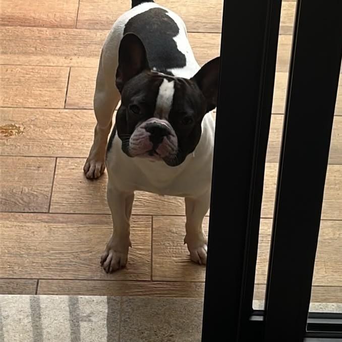 Billy, cachorro de porte médio para adoção em Ribeirão Preto - SP — foto 4 de 4