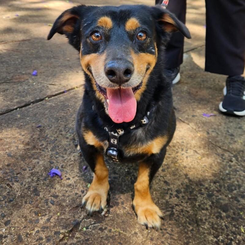 Charge, cachorro de porte pequeno para adoção em Ribeirão Preto - SP