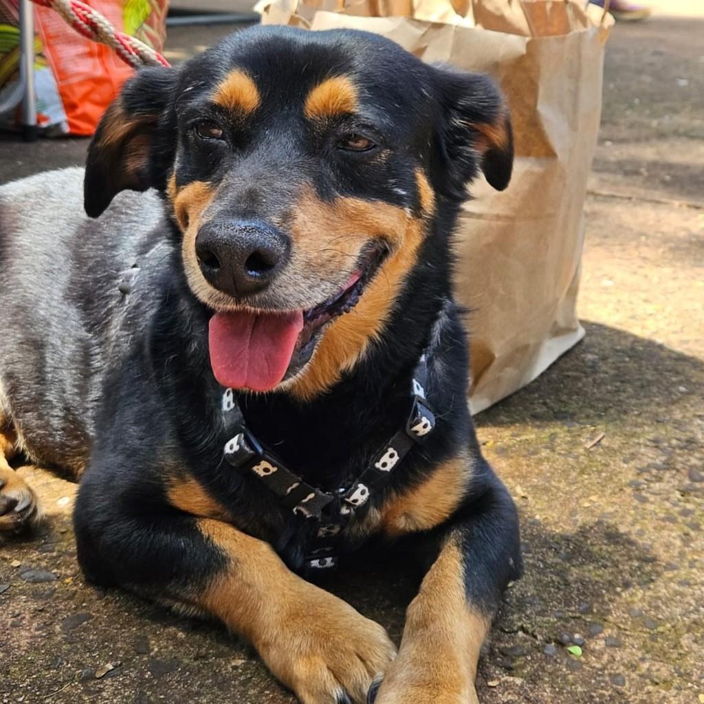 Charge, cachorro de porte pequeno para adoção em Ribeirão Preto - SP — foto 2 de 5