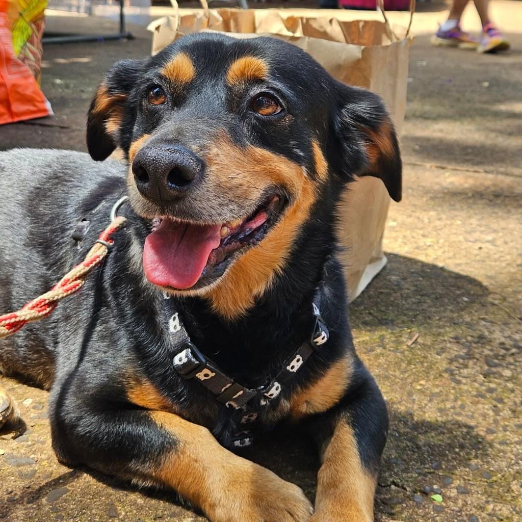 Charge, cachorro de porte pequeno para adoção em Ribeirão Preto - SP — foto 3 de 5
