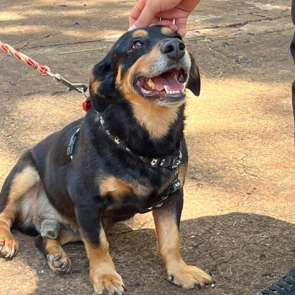 Charge, cachorro de porte pequeno para adoção em Ribeirão Preto - SP — foto 4 de 5