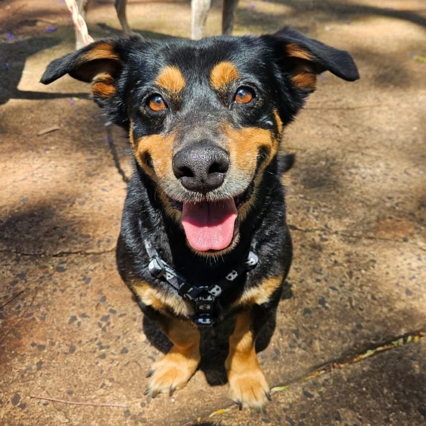 Charge, cachorro de porte pequeno para adoção em Ribeirão Preto - SP — foto 5 de 5