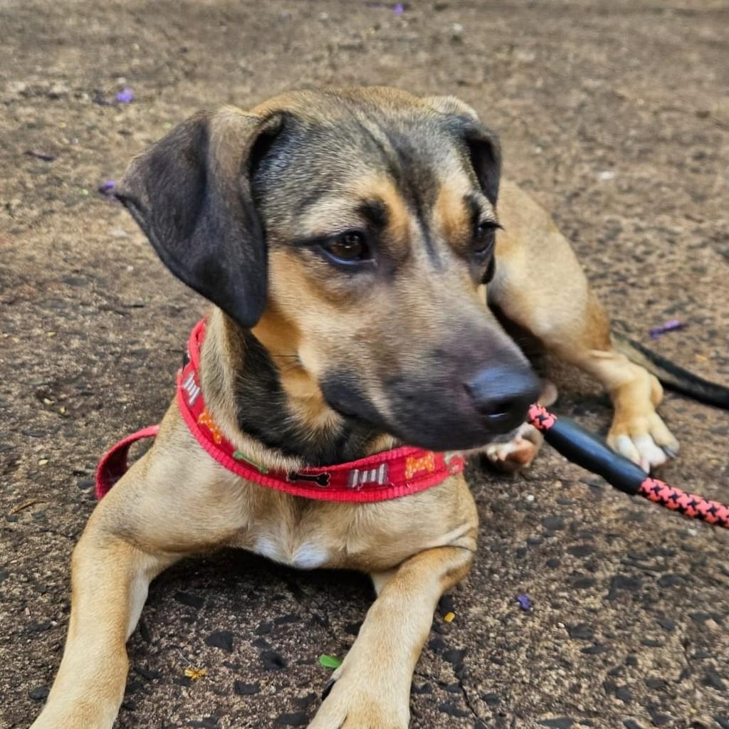 Shakira, cadela de porte pequeno para adoção em Ribeirão Preto - SP — foto 3 de 4