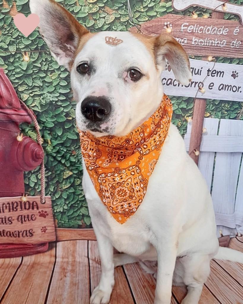 Kira, cadela de porte médio para adoção em Embu das Artes - SP