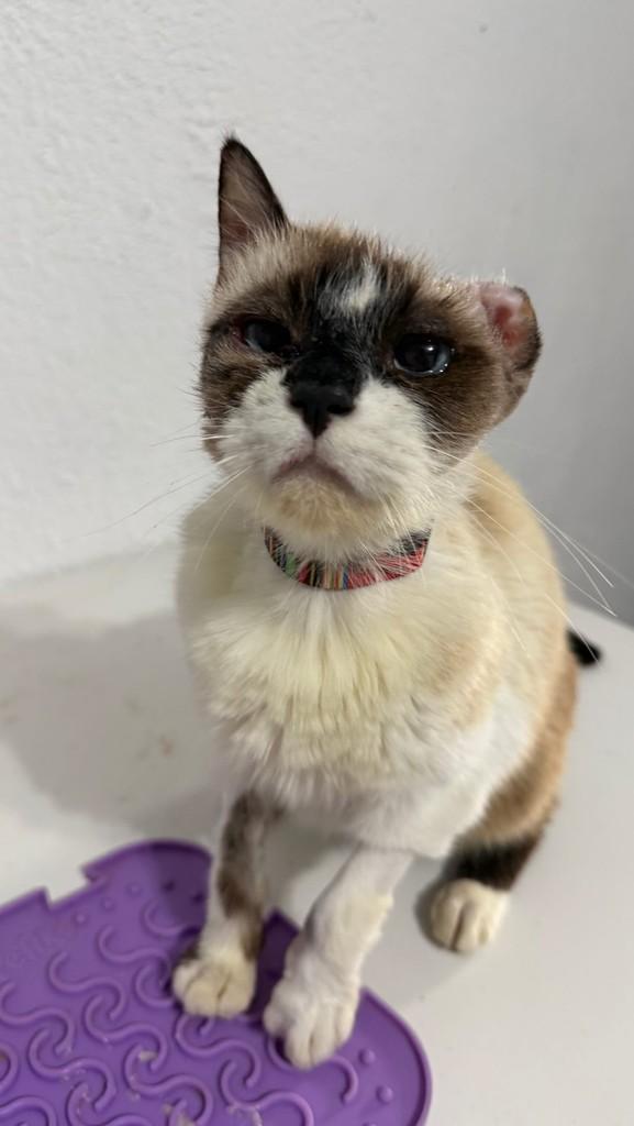 Zuri, gato de porte pequeno para adoção em Guarulhos - SP