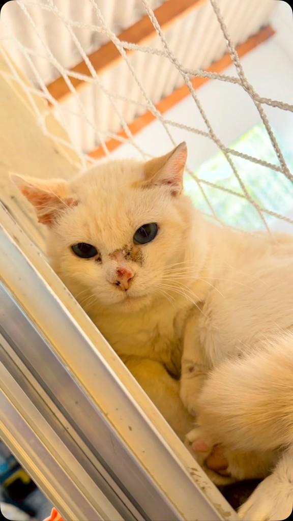 Lord, gato de porte pequeno para adoção em Guarulhos - SP