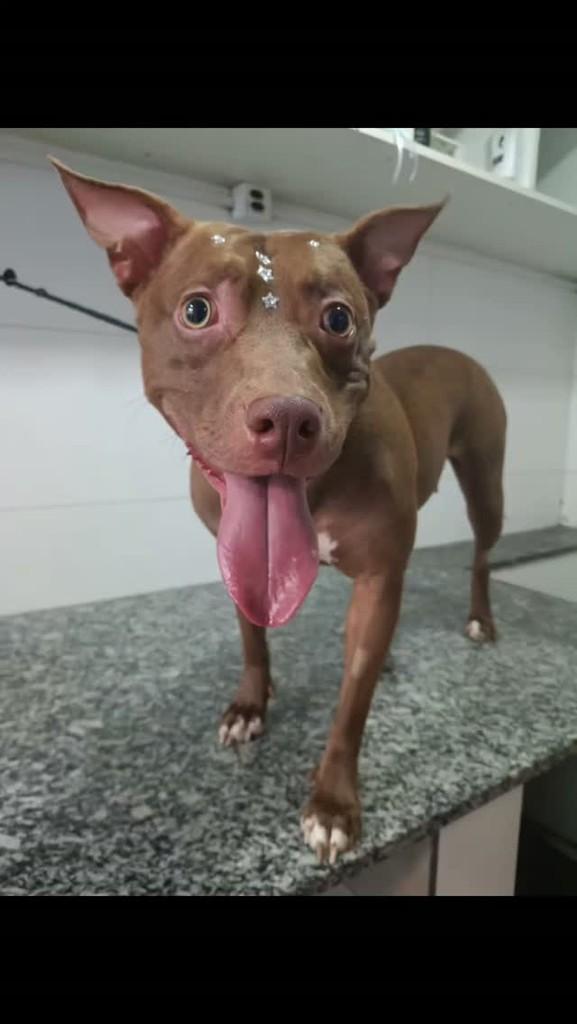 Vitória, cadela de porte médio para adoção em São Paulo - SP