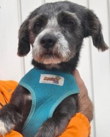 Sheldon, cachorro de porte médio para adoção em Guarulhos - SP
