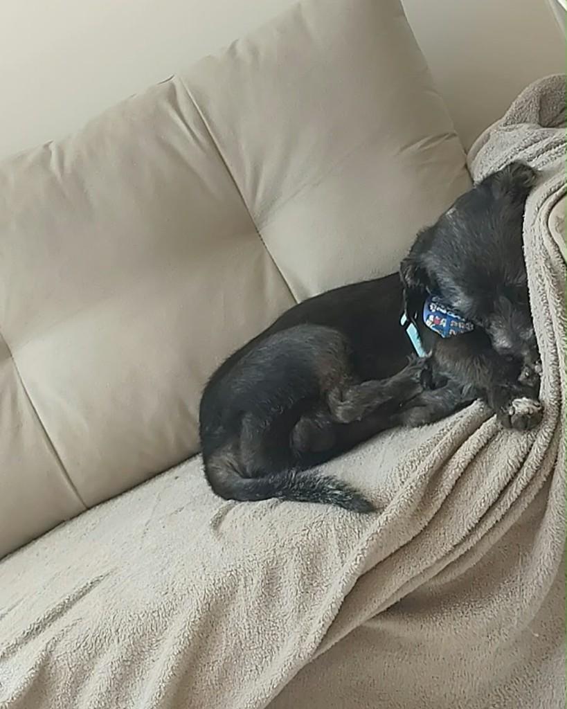 Sheldon, cachorro de porte médio para adoção em Guarulhos - SP — foto 2 de 3