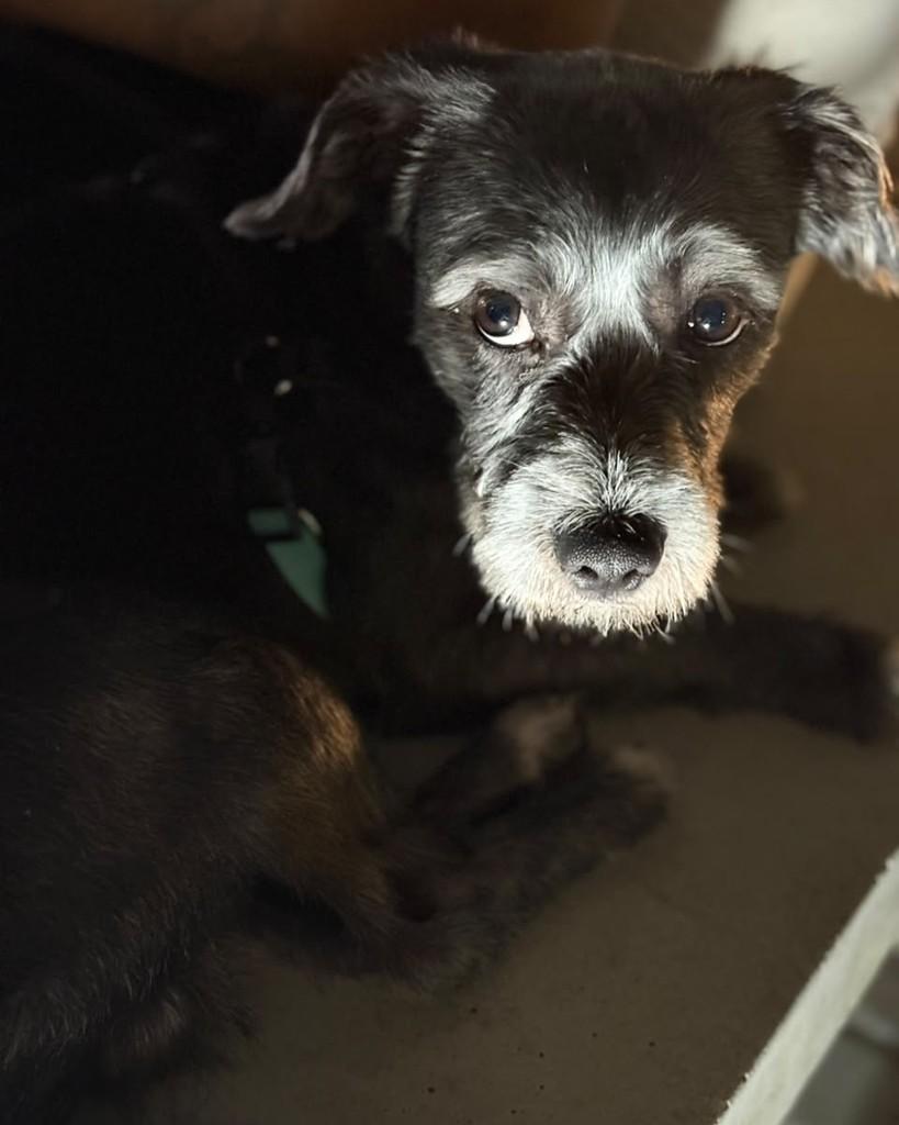 Sheldon, cachorro de porte médio para adoção em Guarulhos - SP — foto 3 de 3