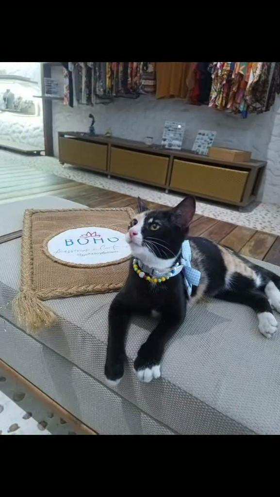Agatha, gato de porte pequeno para adoção em Belém - PA