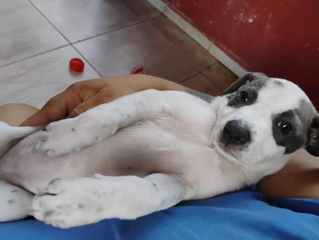 Jéssica, cachorro de porte pequeno para adoção em Belém - PA