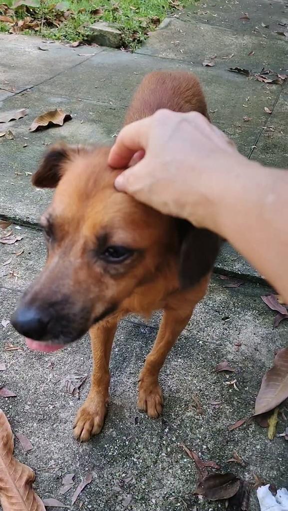 Marisa, cachorro de porte pequeno para adoção em Belém - PA