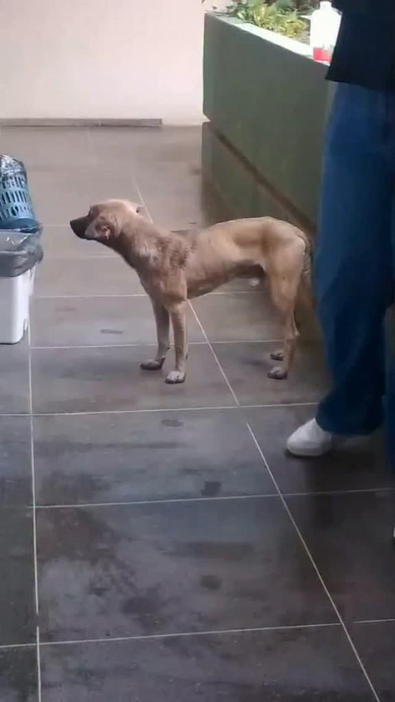 Melinho, cachorro de porte pequeno para adoção em Belém - PA