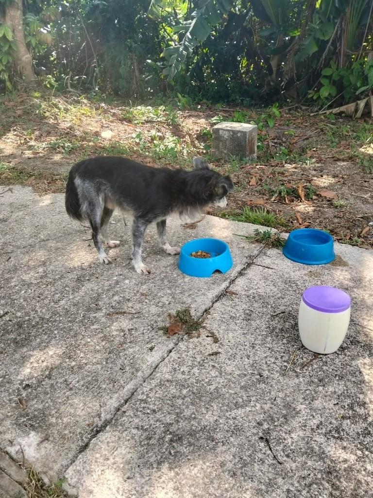 Sebastião, cachorro de porte médio para adoção em Belém - PA
