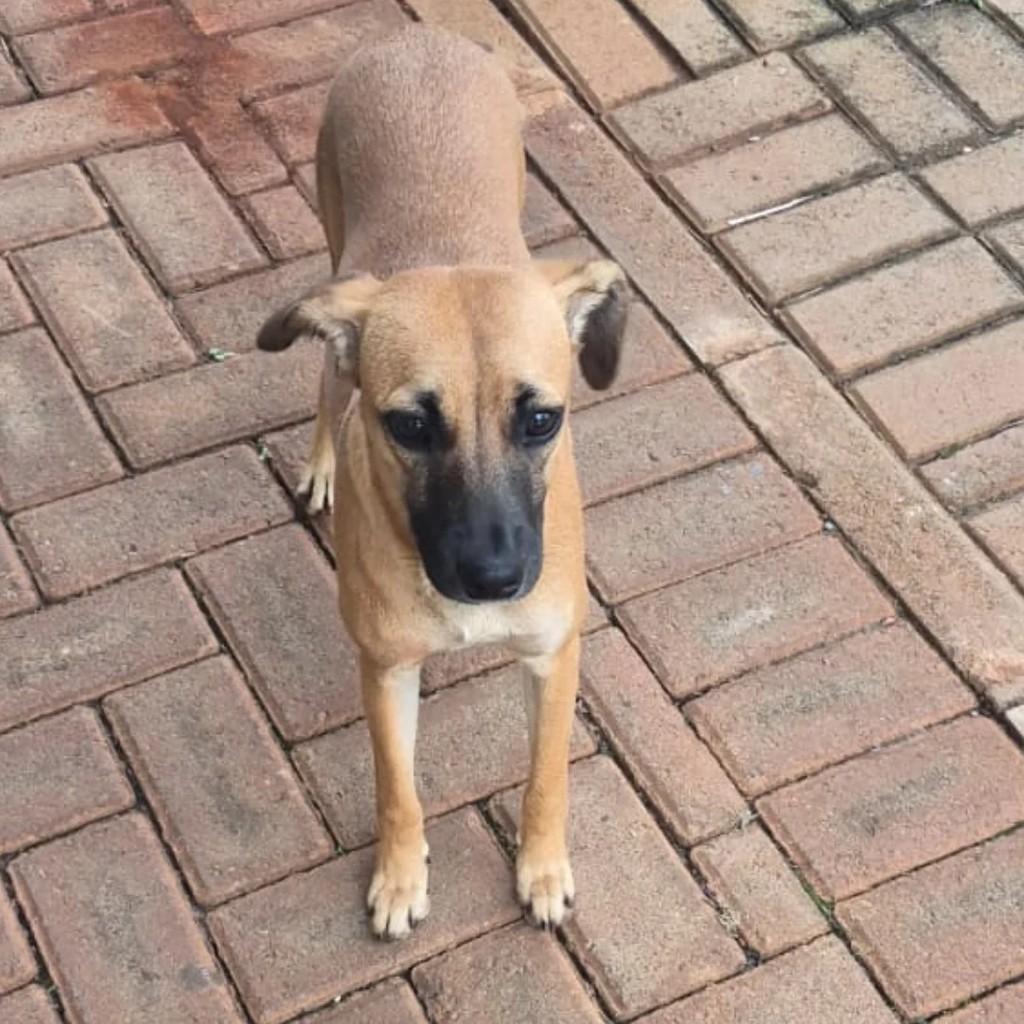 Fofinha, cadela de porte pequeno para adoção em Londrina - PR