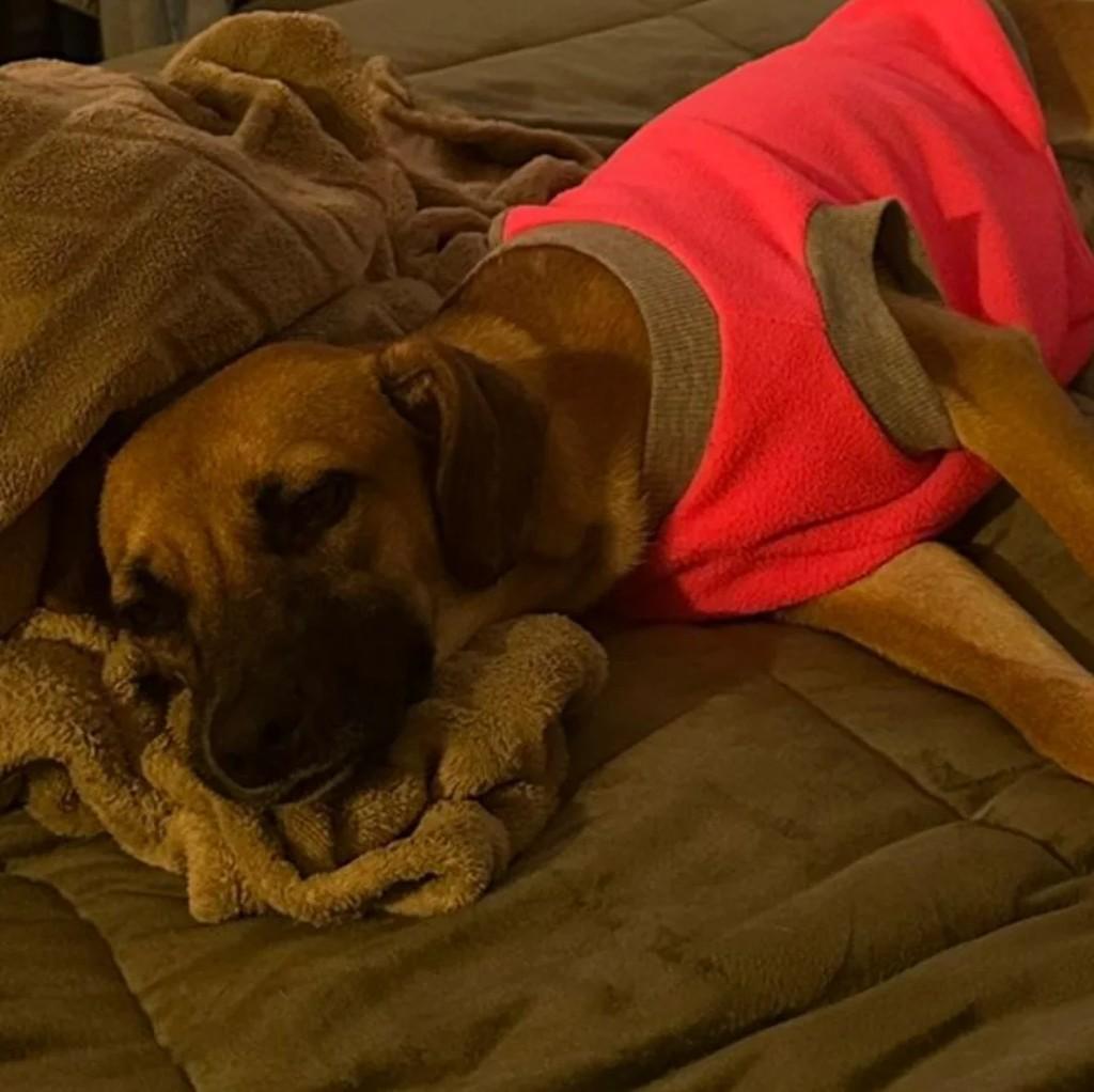 Cachorrinha, cadela de porte pequeno para adoção em Londrina - PR