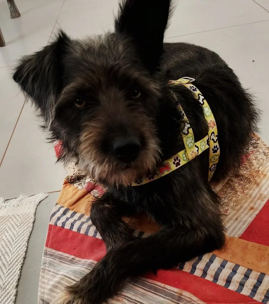 Fiona, cachorro de porte médio para adoção em Londrina - PR