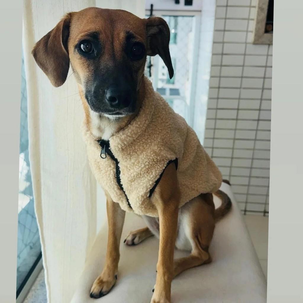 Mel, cachorro de porte pequeno para adoção em Londrina - PR