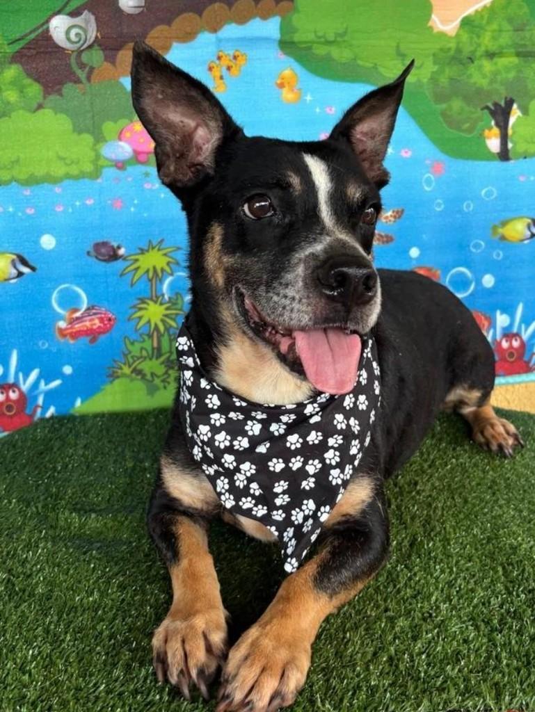 Tubarão, cachorro de porte pequeno para adoção em Londrina - PR