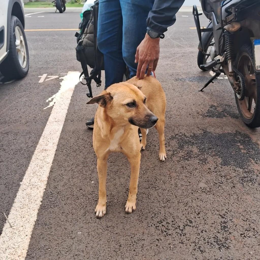 Caramelo, cadela de porte pequeno para adoção em Londrina - PR
