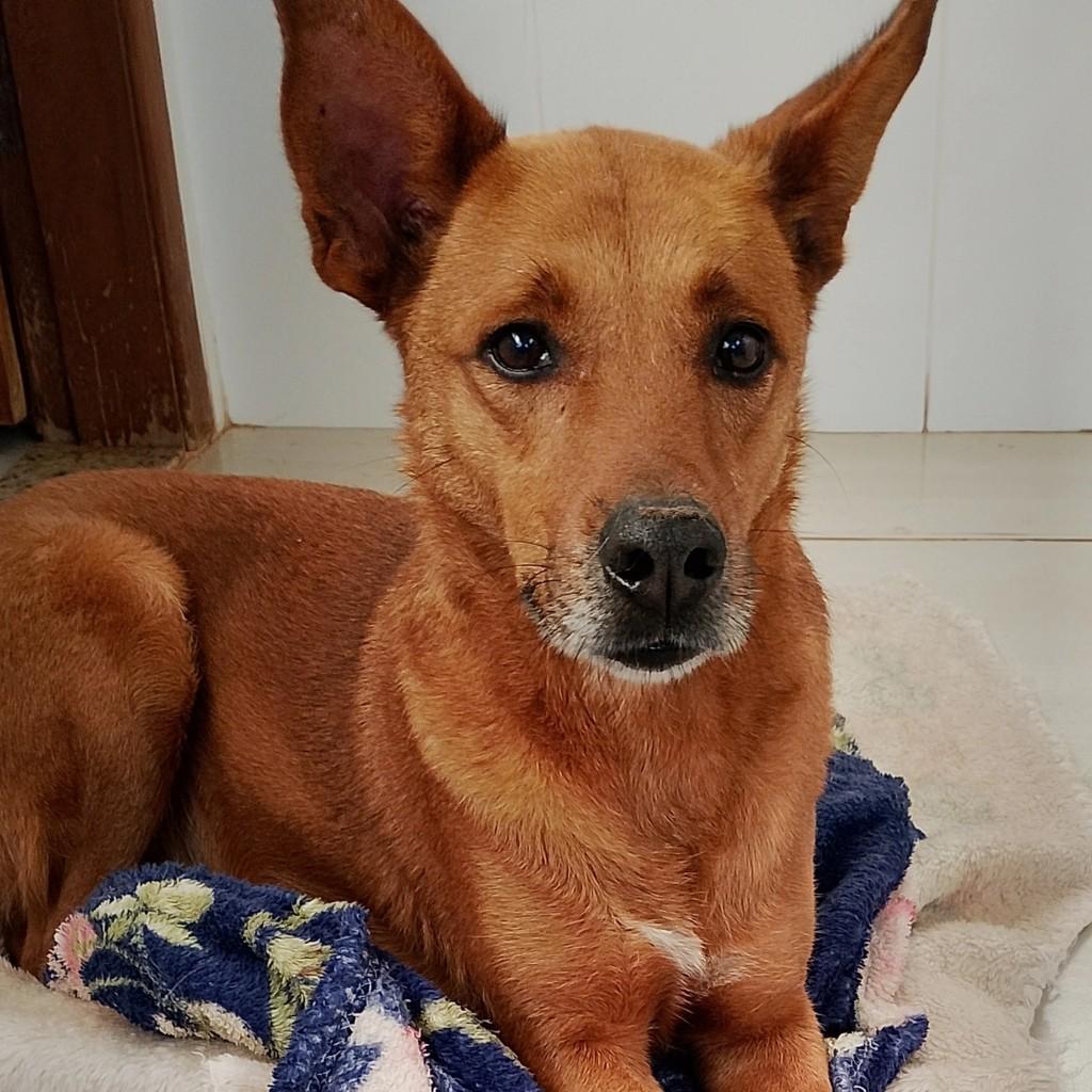Thor, cachorro de porte médio para adoção em Londrina - PR