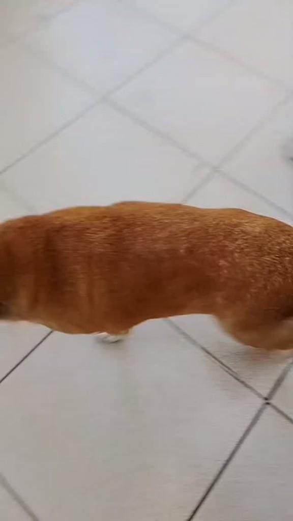 Mili, cadela de porte grande para adoção em Londrina - PR