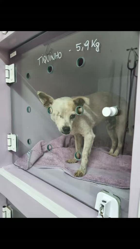 Tiquinho, cachorro de porte pequeno para adoção em Londrina - PR