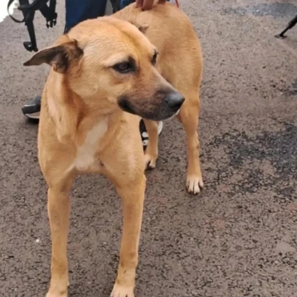 Nina, cachorro de porte médio para adoção em Londrina - PR