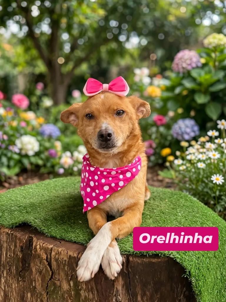 Orelhinha, cadela de porte pequeno para adoção em Londrina - PR
