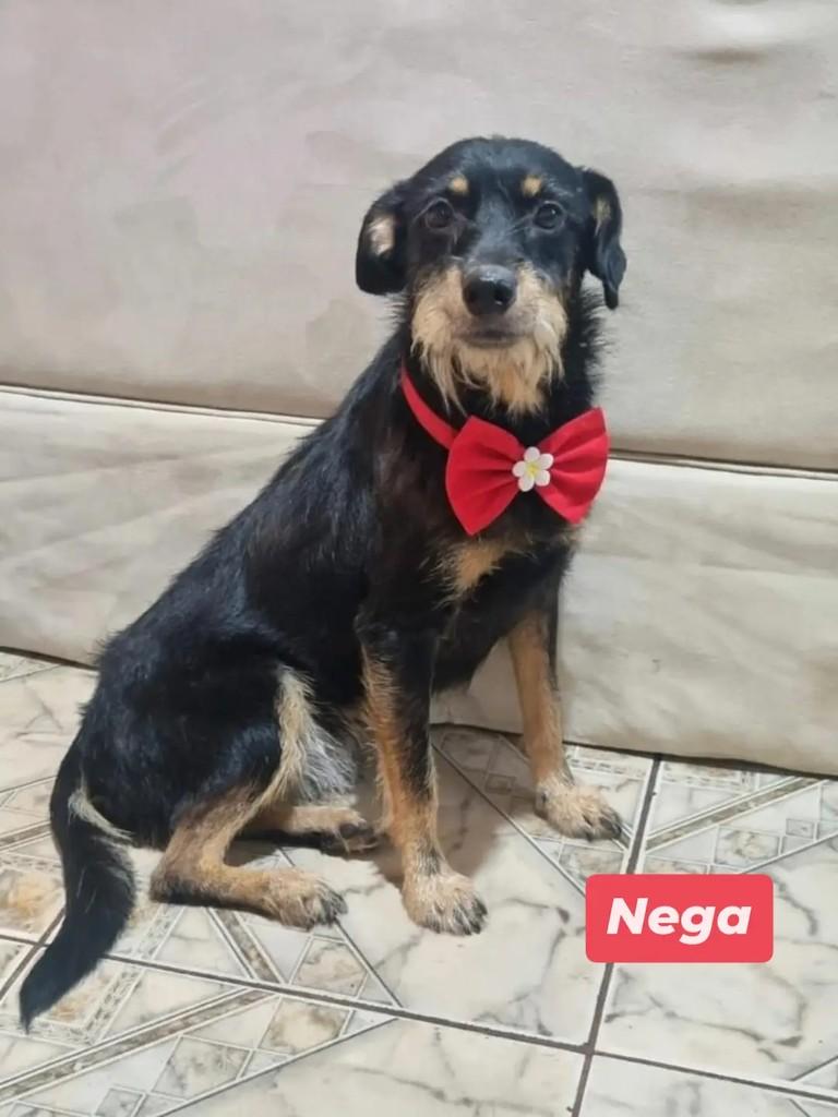 Nega, cachorro de porte médio para adoção em Londrina - PR