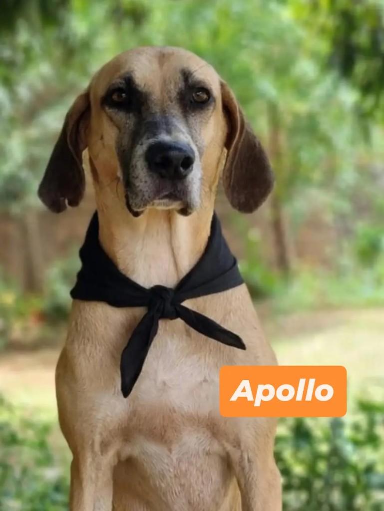 Apollo, cachorro de porte grande para adoção em Londrina - PR