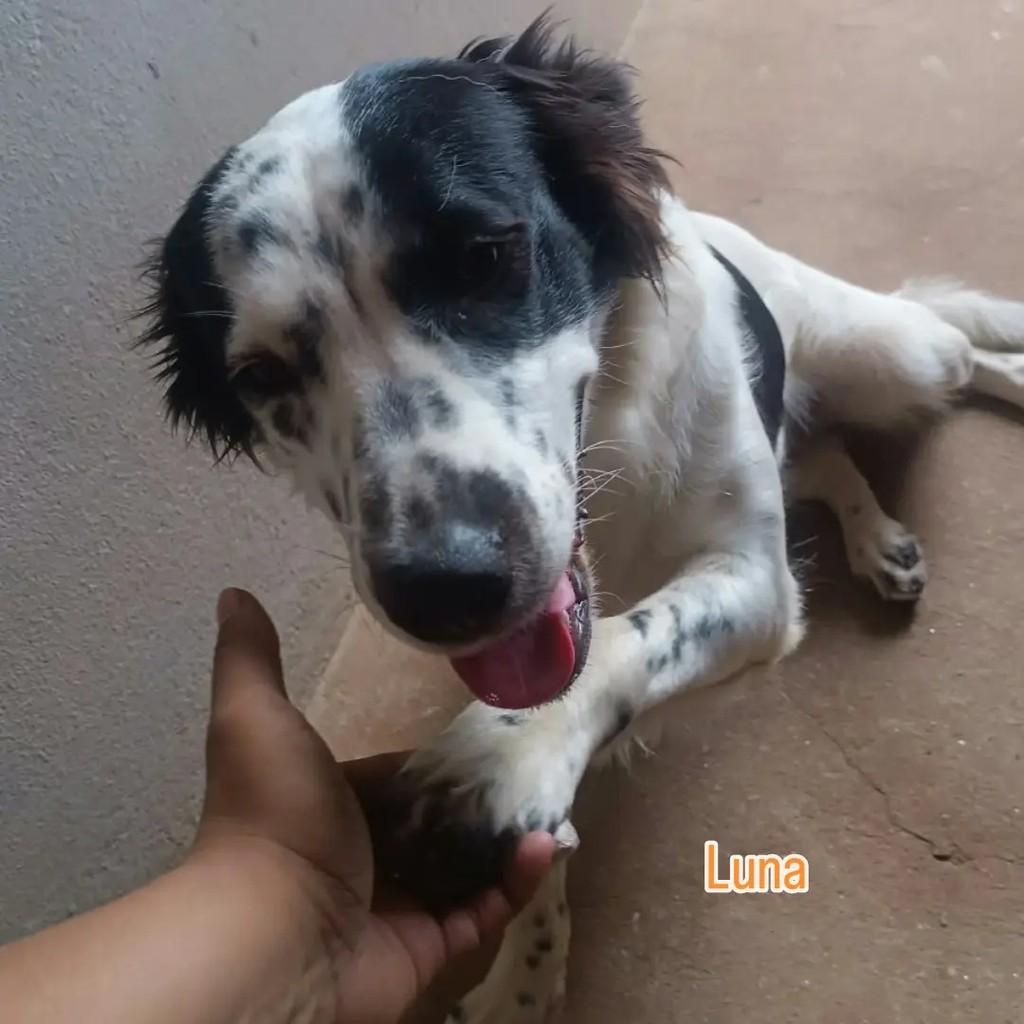 Luna, cadela de porte médio para adoção em Londrina - PR