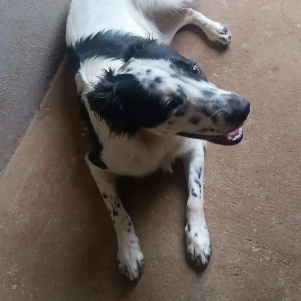 Luna, cadela de porte médio para adoção em Londrina - PR — foto 2 de 3