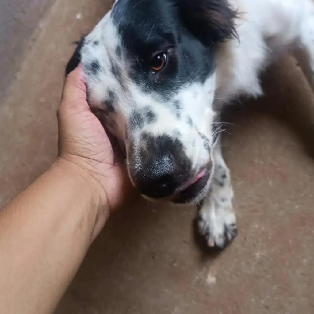 Luna, cadela de porte médio para adoção em Londrina - PR — foto 3 de 3