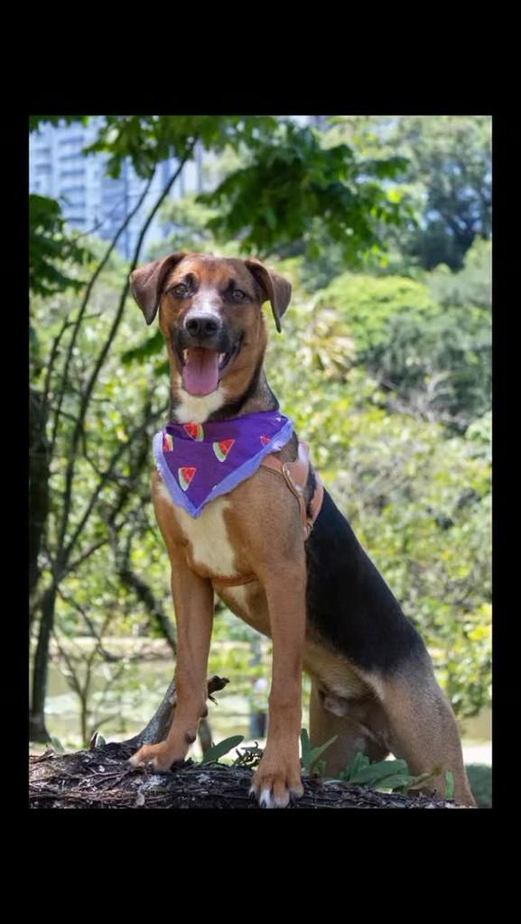 Chocolate, cachorro de porte médio para adoção em Pérola - PR