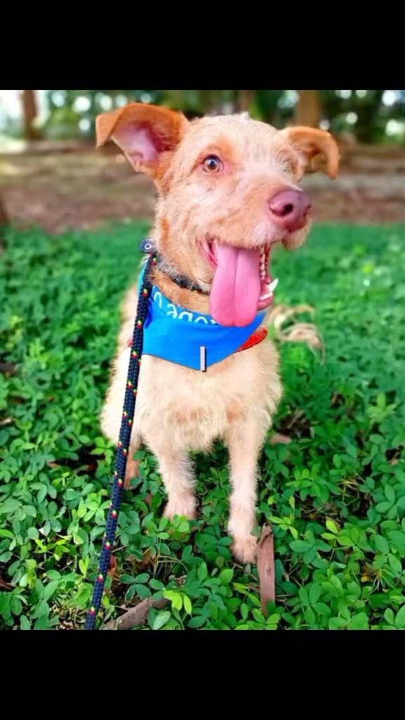 Igor, cachorro de porte pequeno para adoção em Pérola - PR