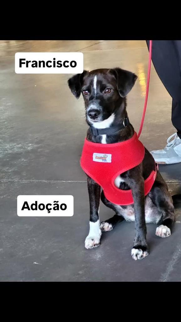 Francisco de Assis, cachorro de porte pequeno para adoção em Jundiaí - SP