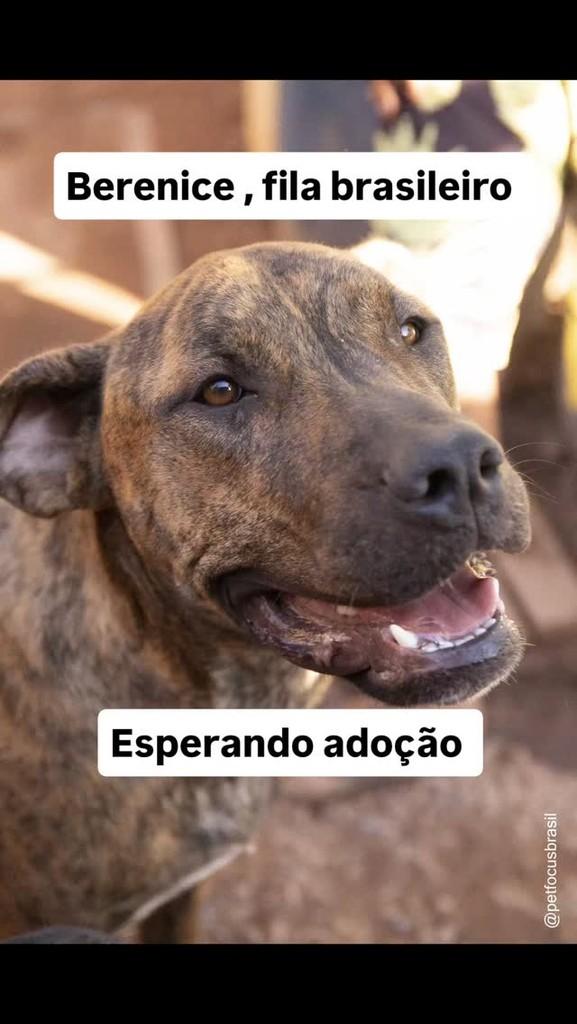 Berenice, cadela de porte grande para adoção em Jundiaí - SP