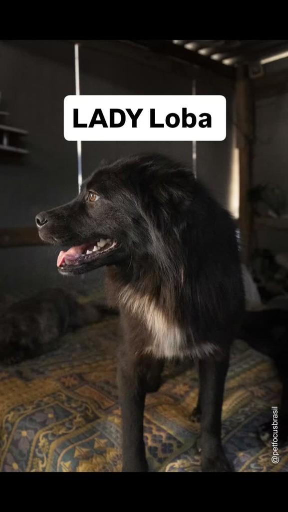 Loba, cachorro de porte médio para adoção em Jundiaí - SP