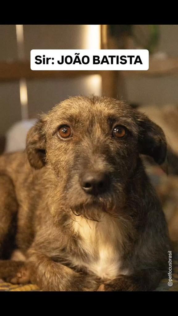 Sir João Batista, cachorro de porte pequeno para adoção em Jundiaí - SP