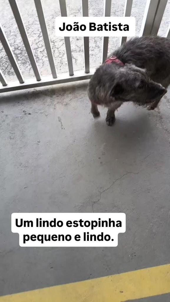 João Batista, cachorro de porte pequeno para adoção em Jundiaí - SP