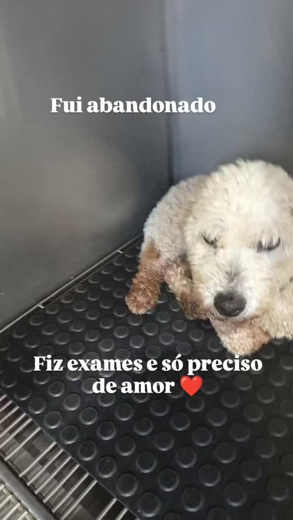 Sou, cachorro de porte pequeno para adoção em Jundiaí - SP