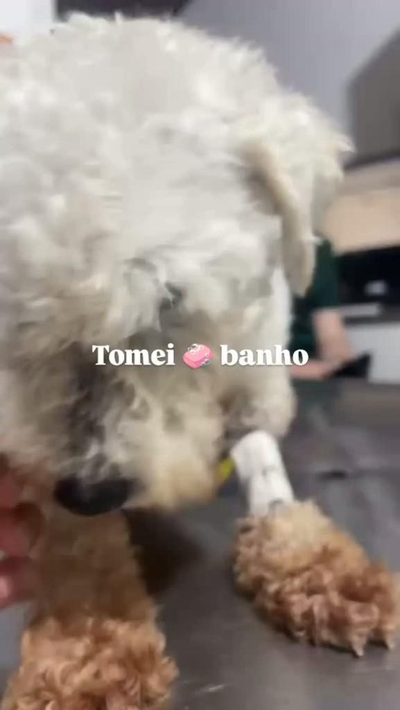 Joca Alfredo, cachorro de porte pequeno para adoção em Jundiaí - SP