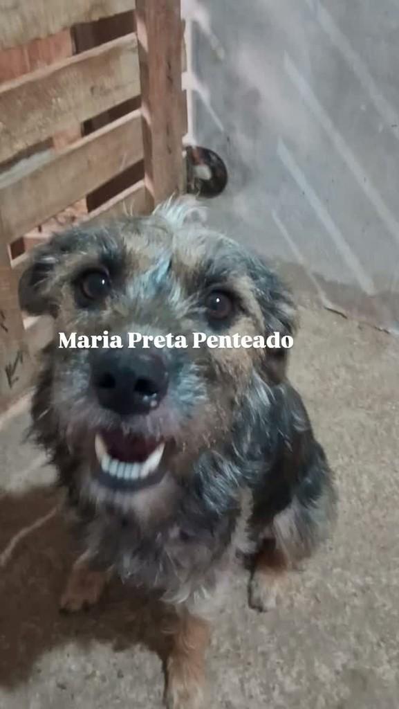 Maria Preta Penteado, cadela de porte pequeno para adoção em Jundiaí - SP