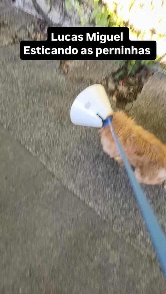 Lucas Miguel, cachorro de porte pequeno para adoção em Jundiaí - SP