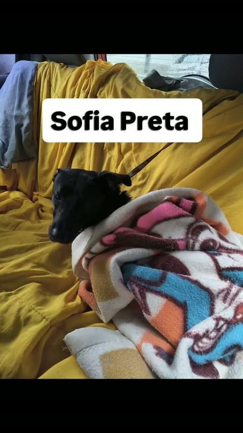 Sofhia Preta, cachorro de porte pequeno para adoção em Jundiaí - SP